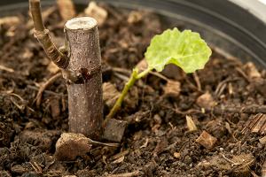Best fertilizer for fiddle leaf fig tree